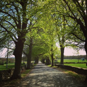 Beautiful walks through the Polo Fields. 